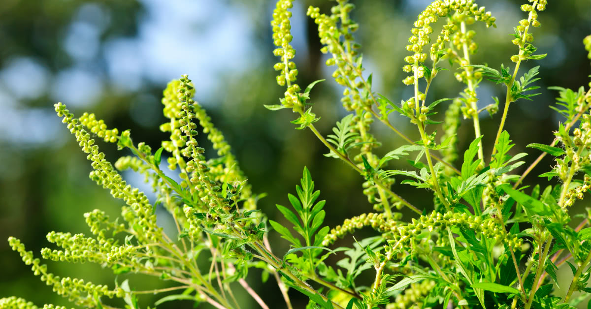 Do You Need to See a Doctor about Your Allergies?