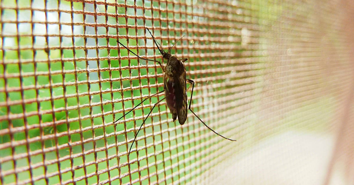 Zoning in on Zika