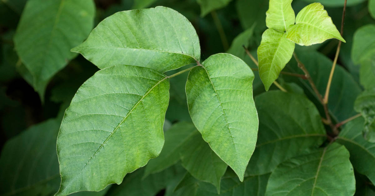 poison ivy treatment plant