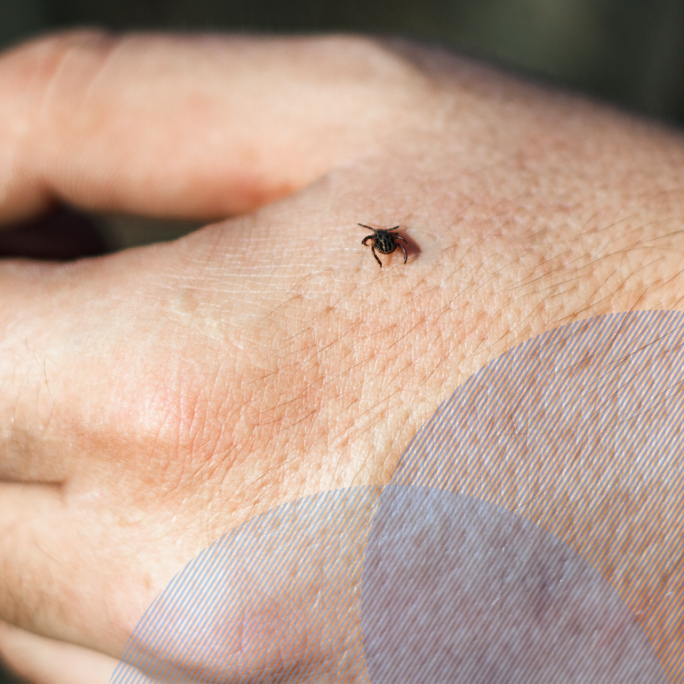 Lyme disease treatment online